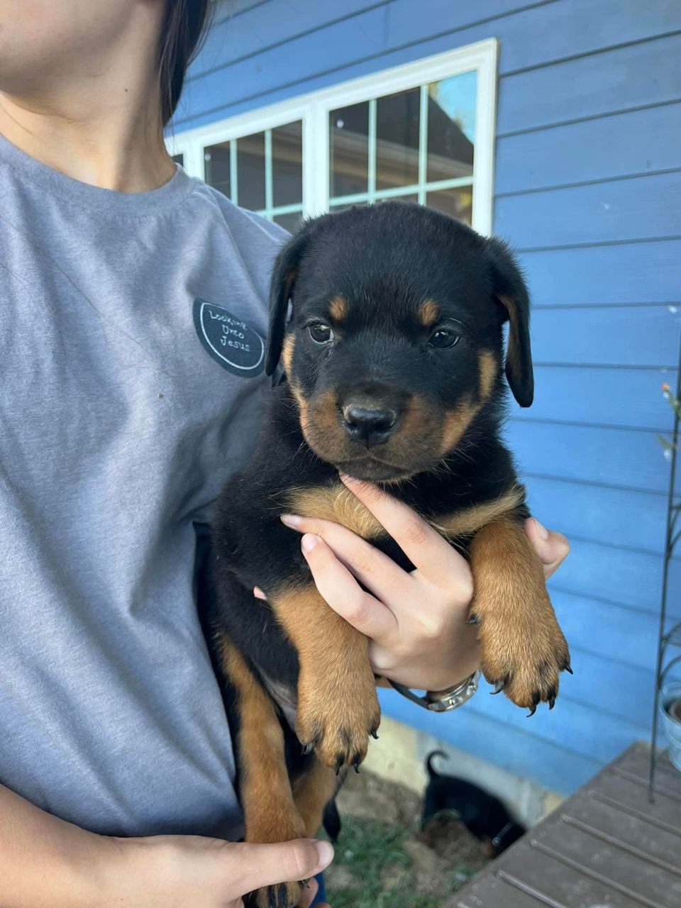 Titan the German Rottweiler puppy, photo 5